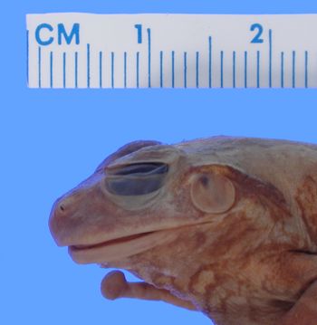 Media type: image; Herpetology A-15565